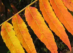 Folioles.