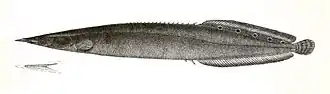 Description de l'image Rhynchobdella aculeata Ford 72.jpg.