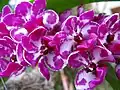 Rhynchostylis gigantea