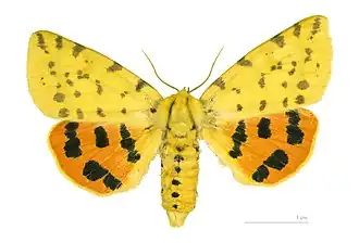 Écaille pourprée(Diacrisia purpurata)