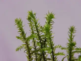 Description de l'image Rhytidiadelphus triquetrus0.jpg.