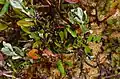 Rhytisma andromedae