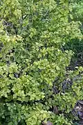 Variété 'Aureum' - floraison