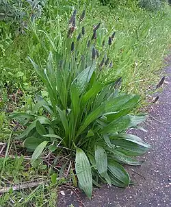 Plantain lancéolé