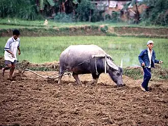 Bufflonne tirant un araire, culture du riz paddy (Vietnam, 2005).
