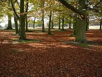 Sous-bois de hêtres, en novembre.