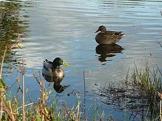 Couple de colverts.