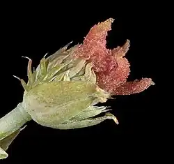 Fleur femelle.