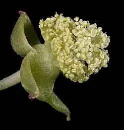 Fleur mâle.