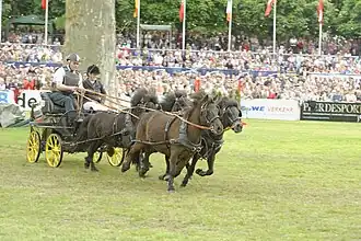 Attelage de quatre Shetlands en compétition en Allemagne, au galop.
