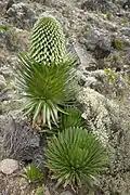 Lobelia deckenii vers 4&nbsp;000&nbsp;mètres d'altitude.