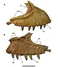 Vue de deux côtés d'un maxillaire fossile d'un dinosaure théropode sur fond blanc.