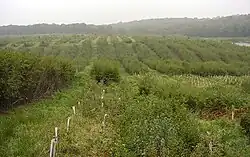Plantations localement dominée par la régénération naturelle, sur coupe rase (oct 2002)