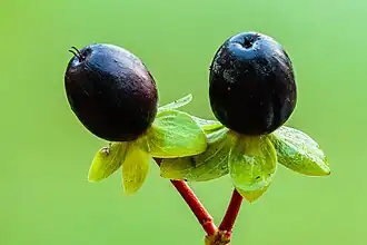 Les baies de H. androsaemum noircissent à maturité