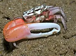 Uca annulipes