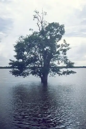 Ilha do Bananal, sanctuaire écologique