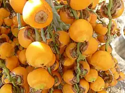 Fruits mûrs de palmier Butia odorata poussant à Ocean Isle Beach.