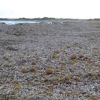 Égagropiles épars sur un épais matelas de débris de posidonies (Île des Vengeurs, site protégé en Sicile).