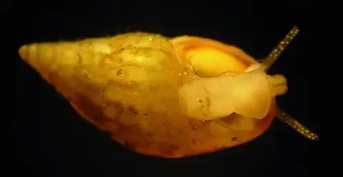 R. membrancea : vue de la face inférieure du pied, du mufle et des tentacules céphaliques.