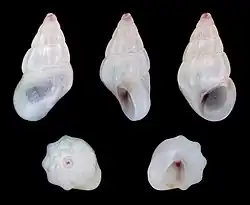 Rissoa ventricosa.