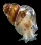 Rissoella opalina (Rissoelloidea).