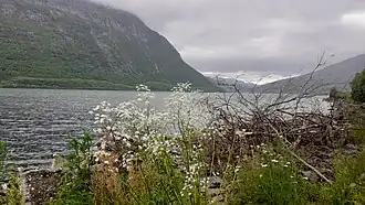 Rives du fjord