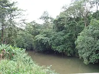 Image illustrative de l’article Forêt de Kimboza