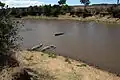 Crocodiles à la Rivière Mara
