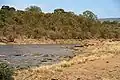Gnous sur le point de traverser la rivière Mara
