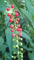 Infrutescence de Rivina humilis.