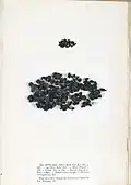 Rivularia atra, planche de l'herbier des frères Pierre-Louis et Hippolyte-Marie Crouan.