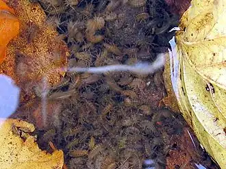 Description de l'image Rivulogammarus pulex.jpg.