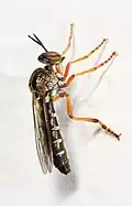 Taracticus octopunctatus.