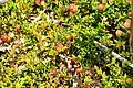 Flore : Vaccinium oxycoccos