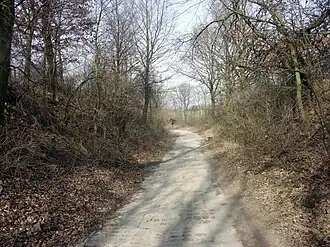 Robertowo