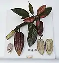 Modèle en cire d'un rameau à feuilles oblongues fusiformes, portant deux gros fruits brun rouge ovoïdes à fusiformes, avec une coupe longitudinale du fruit à chair blanche et le détail des graines blanches.