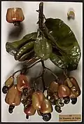 Modèle en cire d'un rameau feuillu à feuilles ovales, portant de nombreuses fruits ressemblant à des poivrons jaune orangé surmontés d'une noix brun foncé en forme de virgule.