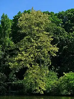 Robinier faux-acacia.