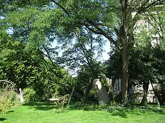 Les robiniers du jardin des Plantes (plantés en 1636).