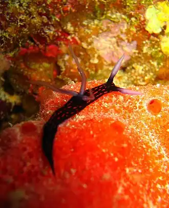 Description de l'image Roboastra gracilis.jpg.