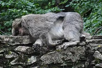 Sieste.