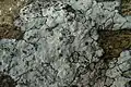 Roccellographa circumscripta.