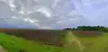 Une partie du Vignoble Rochemorin
