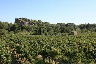 Image illustrative de l’article Muscat de Beaumes-de-Venise
