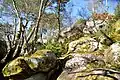 Roches et végétaux en forêt à Buthiers.