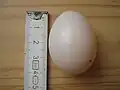 Œuf de pigeon biset