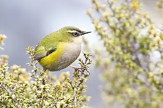 Description de l'image Rock wren.jpg.