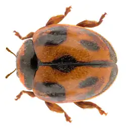 Rodolia cardinalis, une Ortaliinae.