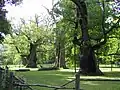 Les chênes du parc du château de Rogalin.