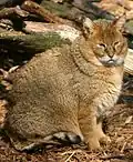Chat des marais